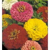 Zinnia elegans Giant gemengde Reuzen