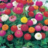 Zinnia elegans Sprite mix