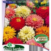 Zinnia_elegans_Chrysanthemum_mix