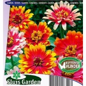 Zinnia_elegans_Caroussel_mix