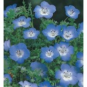 Nemophila_Baby_Blue_Eyes