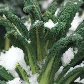 BOERENKOOL_BLACK_MAGIC