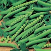 erwten_hurst_green_shaft