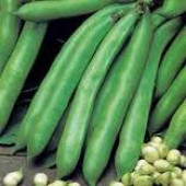 Bonen_Tuinbonen_Valenciana