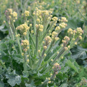 Broccoli White Sprouting Burbank F1