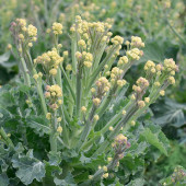 Broccoli White Sprouting Burbank F1