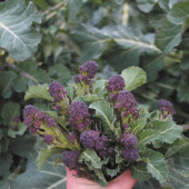 Broccoli Cardinal (Sprouting)