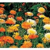 Calendula_fiest_Gitana