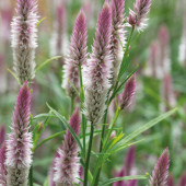 Celosia spicata Sharon