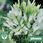 Kattesnor_wit_cleome