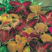 Coleus_Flame_Dancers