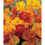 Cosmos sulphureus Bright Lights BIO