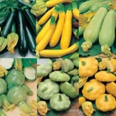 Courgette_collectie_