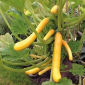 Courgette_shooting_star