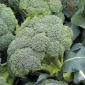Broccoli (herfst) Covina
