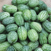 Cucamelon Muismeloen Cuca Melon