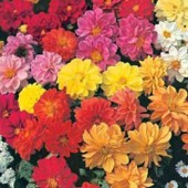 Dahlia_dwarf_double_mix