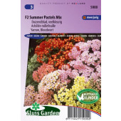 Achillea millefolium Summer Pastel Mix F2