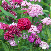 Dianthus barbatus Cottage Mix BIO