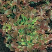 Eikenbladsla_Red_Salad_Bowl