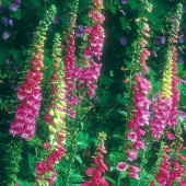 Digitalis_purpurea_wild