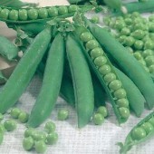 Stam_Doperwten_Kelvedon