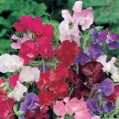 Lathyrus_bouquet