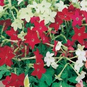 Nicotiana_roulette_mix_siertabak