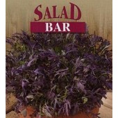 Salade_SPEEDY_Musterd_Oriental_Ruby_Streaks