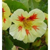 Tropaeolum_majus_Peach_Melba