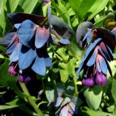 Cerinthe_wasbloem