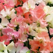 Lathyrus_Frills&Blushes
