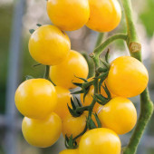 Tomaten cherry Gold Nugget