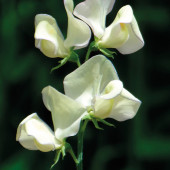 Lathyrus odoratus. Greenfingers