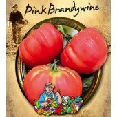 Tomaten vleestomaat Pink Brandywine