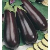 Aubergine_Halflange_Violette