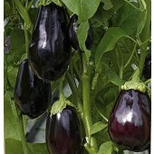 Aubergine_Bonica