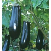 Aubergine Long Purple