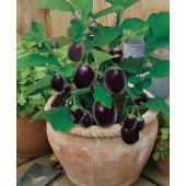 Patioplant _Aubergine_Pot_Black 