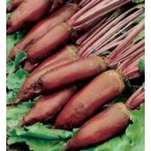 Bieten_Kroten_Cylindra