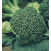 Broccoli_Groene_Calabrese