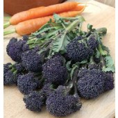 Broccoli_Summer_Purple