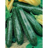 Courgette gr. Primula F1