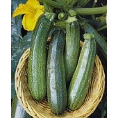 Courgette_All_Green_Bush