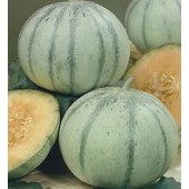 Meloen_Cantaloup_Charentais