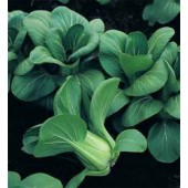 Pak Choi Choko F1