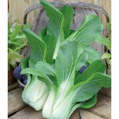 Pak Choi Yuushou F1