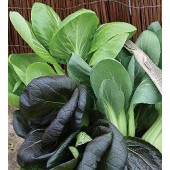 Pak_Choi_Colour&Crunch