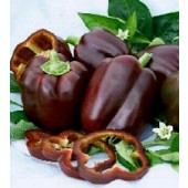 Paprika_blokpaprika_Chocolate