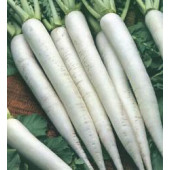 Rammenas rettich Daikon Minowase Summer Cross F1